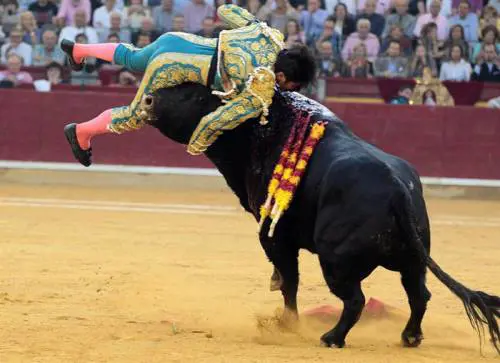 Il torero-sex symbol viene incornato ma prosegue e uccide il toro