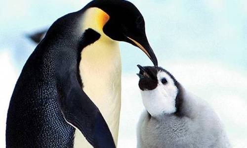 Ora ci sono i pinguini gay che adottano le uova
