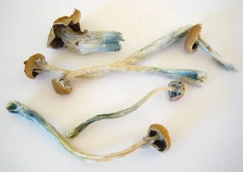 Principio attivo dei funghi allucinogeni aiuta a combattere la depressione