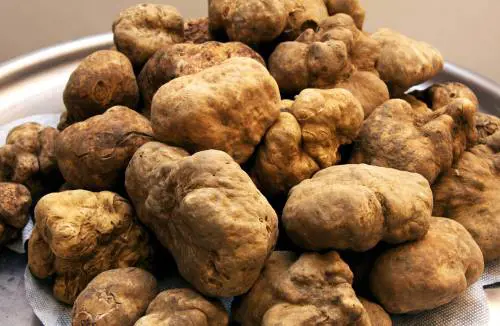 La nuova Alba del tartufo sempre più oro bianco