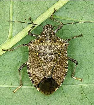 Cimice asiatica, la Xyella del Nord procura 350 milioni di danni