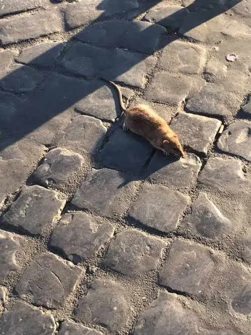 Roma, topo di Castel Sant'Angelo diventa star sul web