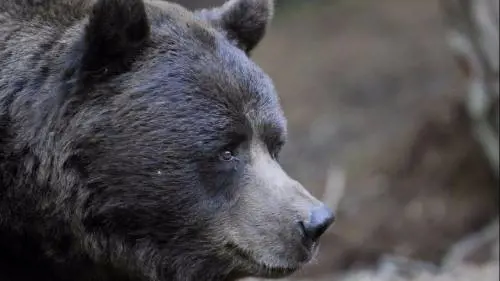 Aprica, è morto Orfeo: simbolo dell'Osservatorio Eco-Faunistico