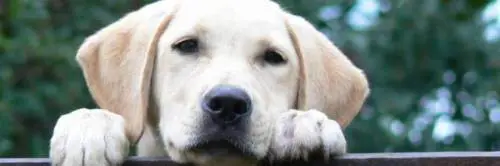 La triste storia di Birillo, il cane-mascotte del paese freddato da due proiettili 
