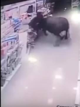 Cina, bufalo incorna donna incinta in un supermercato