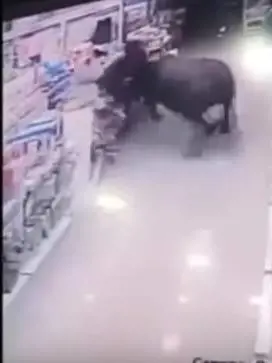 Cina, bufalo incorna donna incinta in un supermercato