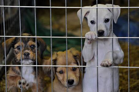 Umbria, veterinari gratis se adotti un animale da strutture pubbliche