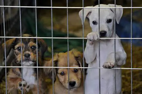 Albergatrice di Jesolo muore e lascia un milione ai cani