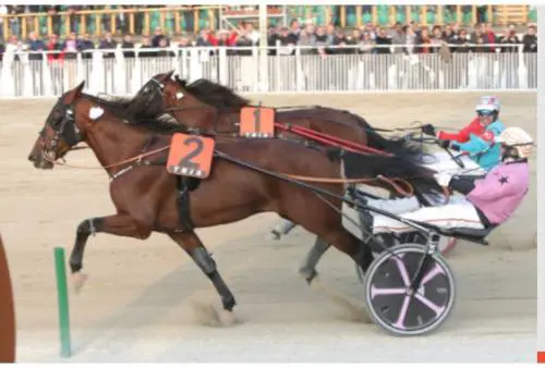 I cavalli da gara scampano al mattatoio