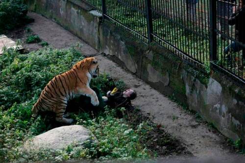 Russia, guardiana dello zoo aggredita da una tigre: si salva
