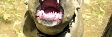 Bimba di 6 anni azzannata dal cane del vicino. Le ha strappato naso, guancia e bocca