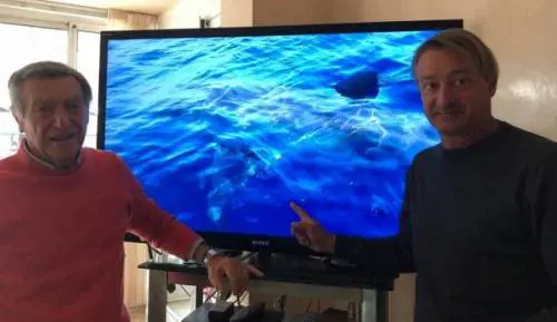 Paura a Rimini per uno squalo bianco: "Non entrate in acqua"