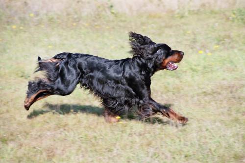 Il dolore per la morte del cane (per colpa altrui) dà diritto al risarcimento