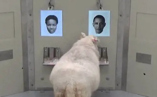 Rivincita delle pecore: sono molto intelligenti (e riconoscono i vip)