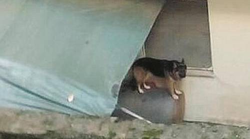 Messina, cane abbandonato in casa dopo il trasloco