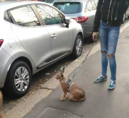 Milano, il giallo del "caracal" (lince del deserto) segnalato dal Comune