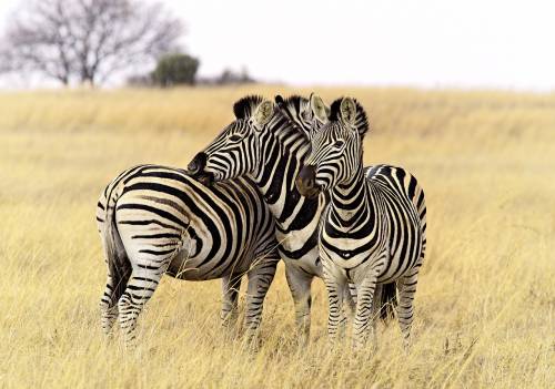 Maestra corregge l'alunno: "Zebra si scrive con due B"