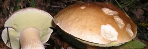La pioggia riempie i cestini. Porcini, sarà autunno-record
