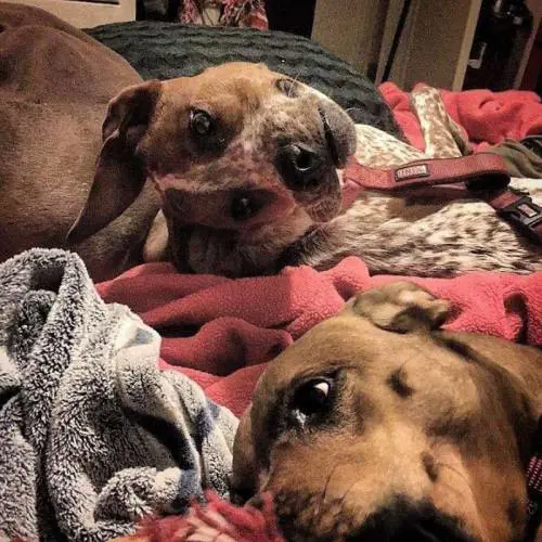 L'illusione ottica del cane che sta facendo impazzire il web