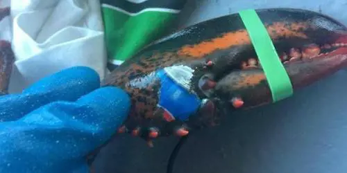 Trovata un'aragosta con impressa una stampa della Pepsi