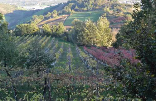 Lambrusco, arte e motori Il "grand tour" sulla via Emilia