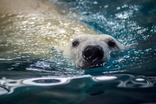 Orso polare in Brasile