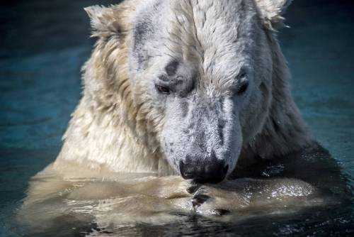 È morto Yupik, l'orso polare costretto a vivere al caldo