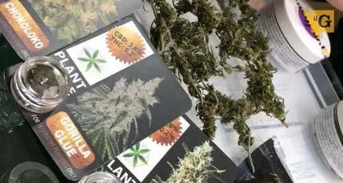 Cannabis light, un business al limite della legalità