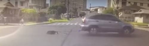 Hawaii, lega il cane al baule dell'auto e lo trascina per le strade