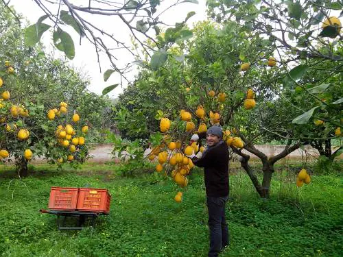 Le microimprese che offrono tutto il buono della Calabria