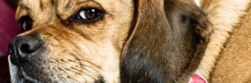 In Usa arriva il congedo retribuito per chi adotta un animale domestico
