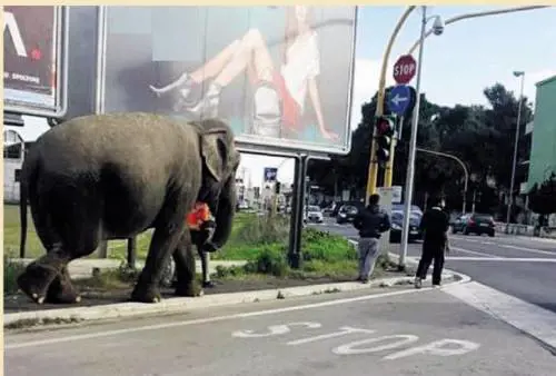 Bari, a spasso con un elefante