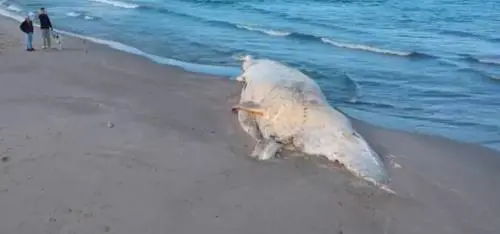 Due mesi per rimuovere una balena spiaggiata: la follia della burocrazia sarda