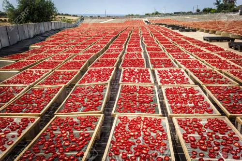 Ruba due quintali di pomodori, l'agricoltore lo fa arrestare