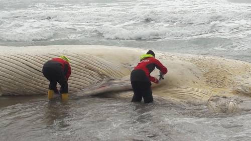 Il mare vince la burocrazia. Le onde spezzano "Moby Dick"