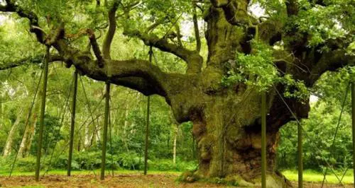 Inghilterra, a rischio la foresta di Robin Hood