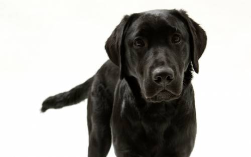 Acqua e sapone se il vostro cane si brucia il pelo