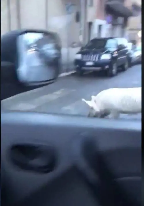 Riecco il "maiale di Roma": Da Meloni nuovo video