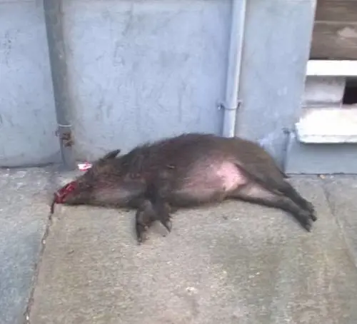 Dopo il maiale di Roma, a Torino spunta un cinghiale