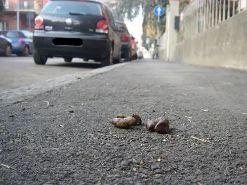 Reggio Emilia, stanca delle feci dei cani gliele getta dentro casa