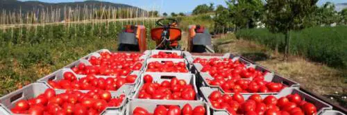 La guerra del pomodoro, Puglia e Campania in trincea