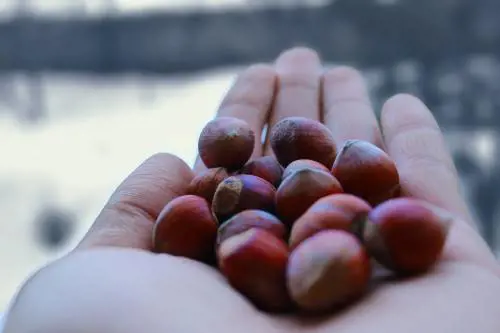 Olio di nocciola: ecco perché fa bene alla pelle e ai capelli