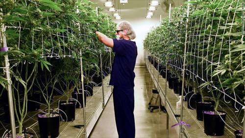La cannabis della discordia sta trainando l'economia Usa