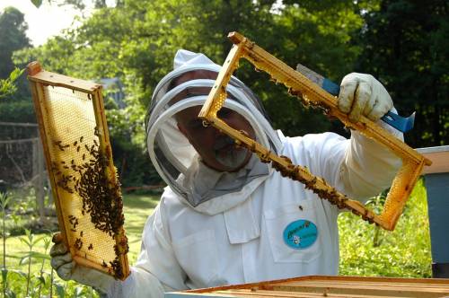 Varese, apicoltore attaccato da uno sciame
