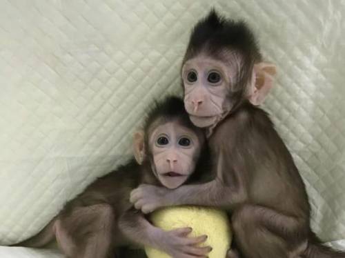 Cina, clonate le prime scimmie malate: hanno l'insonnia