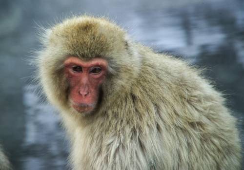 Gas di scarico testati sulle scimmie: auto tedesche sotto accusa