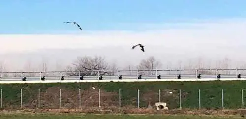 Niente Sahara, cinque cicogne si fermano nell'oasi della Teem