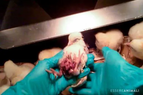 Essere Animali