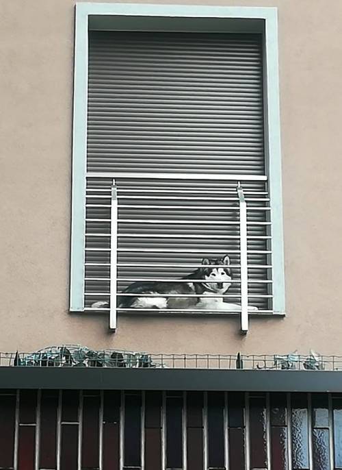 Milano, cane chiuso in balcone minuscolo: denuncia di una cittadina