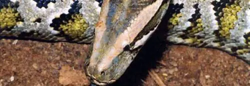 Milano, chiama il 113  per salvare il suo pitone  ​incastrato nel bidet